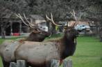 Elks machos no Redwood National Park, no norte da Califórnia, nos Estados Unidos
